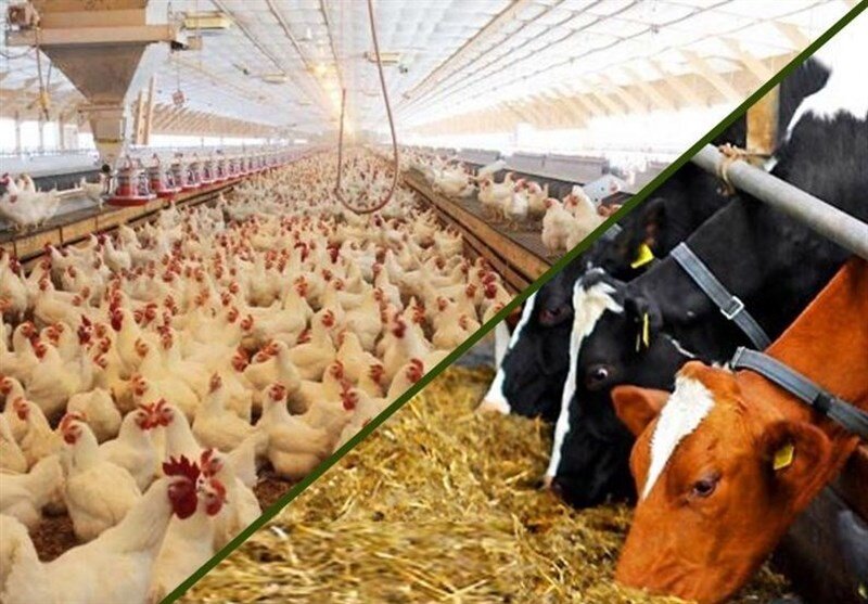 تفحص از واردات نهاده‌های دامی در مجلس کلید خورد