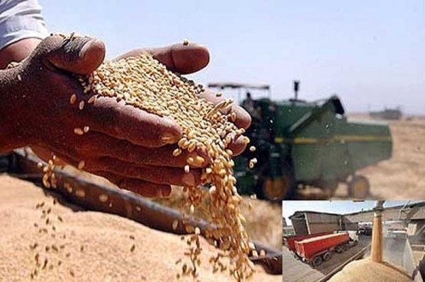 ۲۵ هزار تن گندم از کشاورزان البرزی خریداری شد