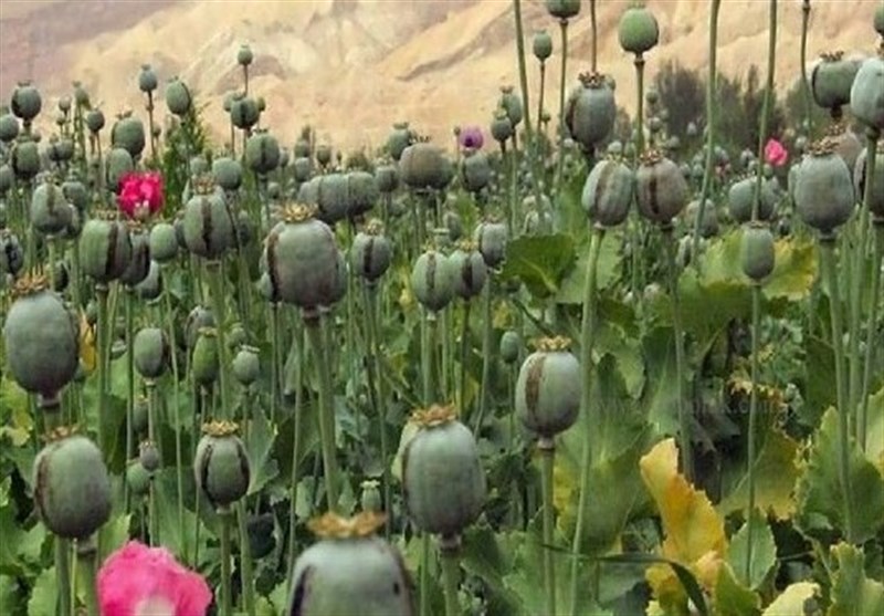 مجازات شدید و تلخی در انتظار کشت غیرقانونی خشخاش است؛ ازجمله مصادره زمین!