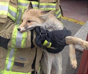 افزایش حضور روباه‌ها در قلب تهران و خطر بیماری‌های مشترک