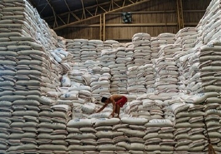 امتناع کشاورزان از فروش برنج به دلیل سود بالای دلالان