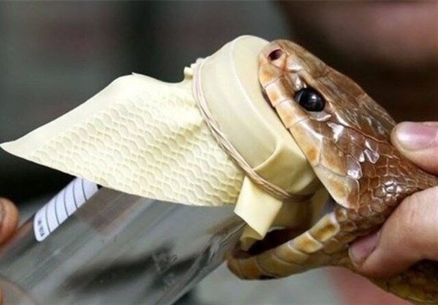 نجات جان ۴ هموطن با استفاده از جدیدترین پادزهر موسسه رازی