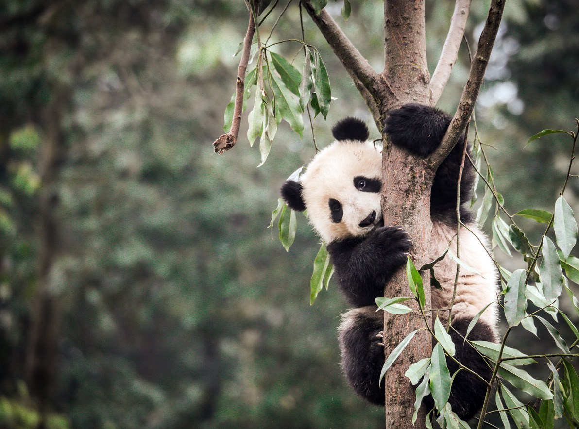 تجربه‌ای که می‌تواند الگوی ایران باشد