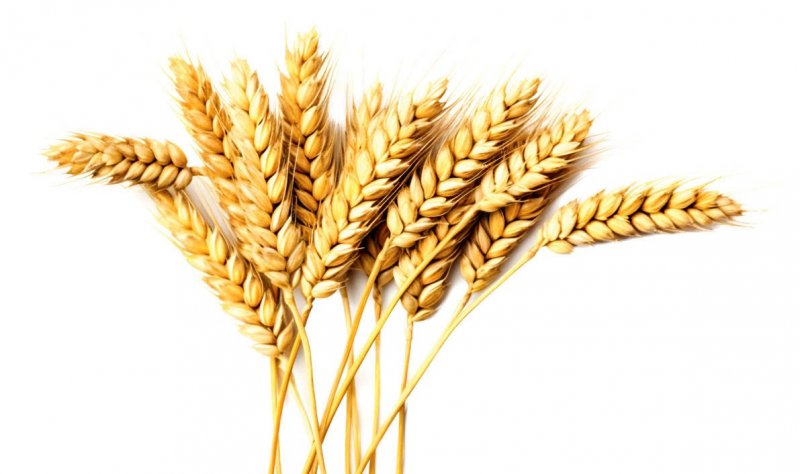 نرخ خرید تضمینی گندم اعلام شد