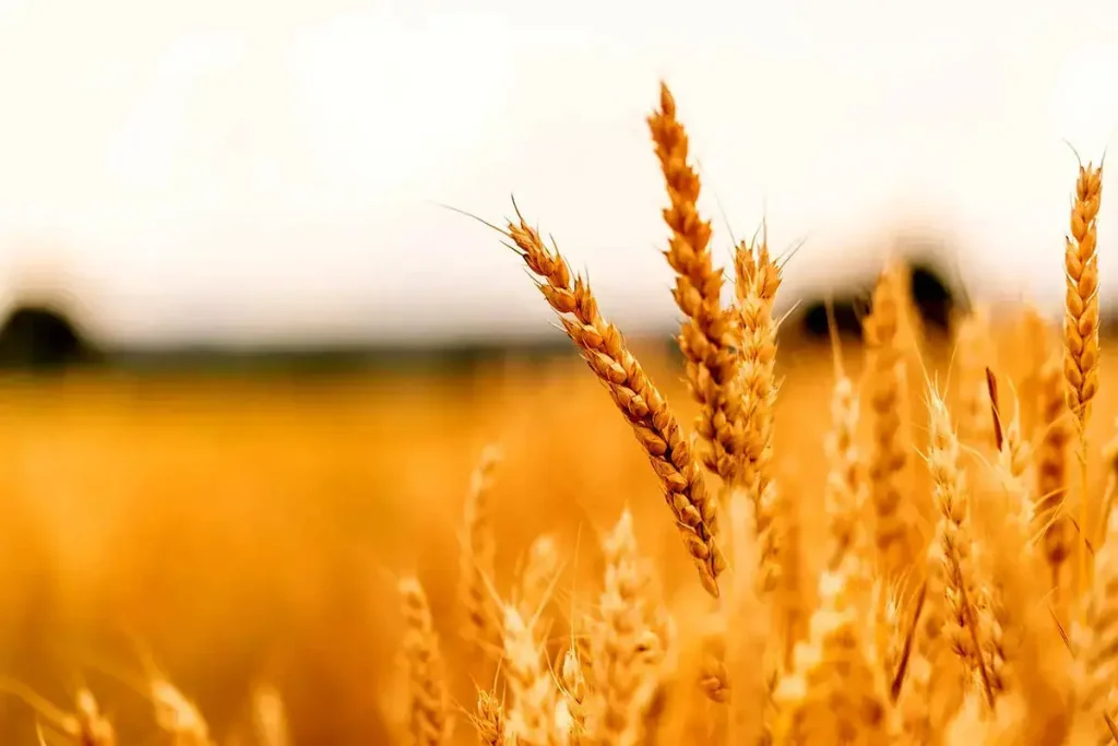 آیا دولت تمایل به واردات گندم دارد؟