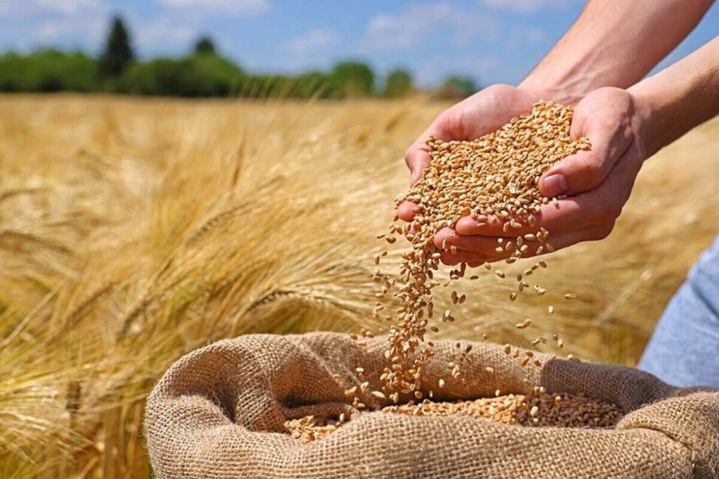 پرداخت ۵۰ همت از مطالبات گندمکاران تا چند روز آینده 