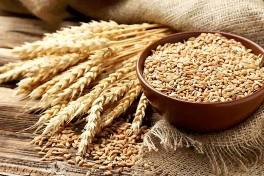 قیمت خرید گندم امسال اعلام شد