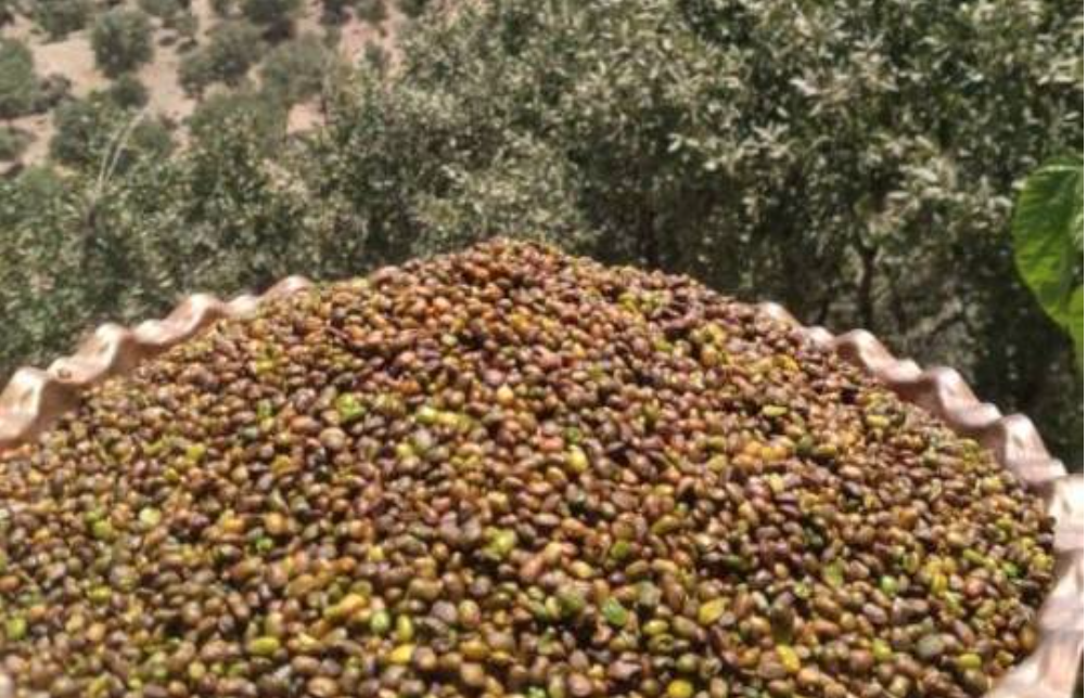 توسعه زنجیره ارزش و اشتغال‌زایی در چهارمحال و بختیاری با الگوی «تعاونی‌های نیابتی»