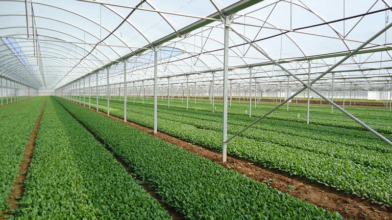 توسعه کشاورزی نوین؛ کشت گلخانه‌ای در روستای محمدآباد ورامین