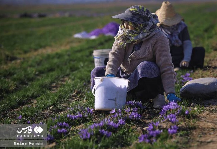 برداشت ۱۴۸ کیلوگرم زعفران از مزارع البرز